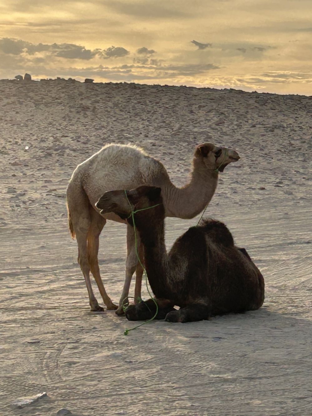 Camels resting at a desert oasis